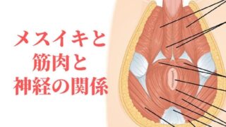 성감·근육·신경의 관계【메스이키·토코로텐 사정】