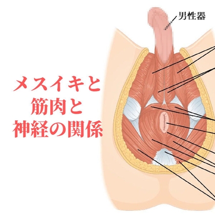 성감·근육·신경의 관계【메스이키·토코로텐 사정】