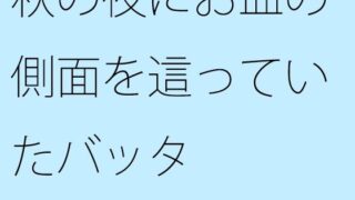 【무료】가을 밤에 접시의 측면을 기어 다니는 메뚜기